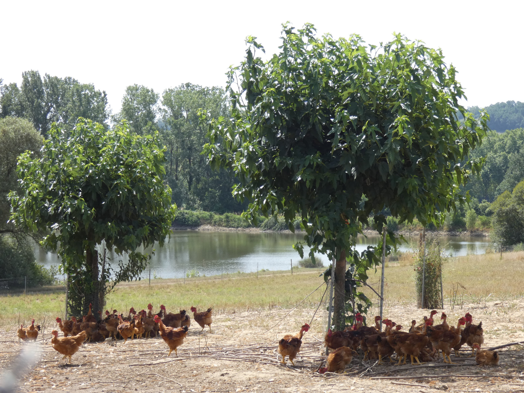 poulet bio en plein air poulet fermier bio plein air