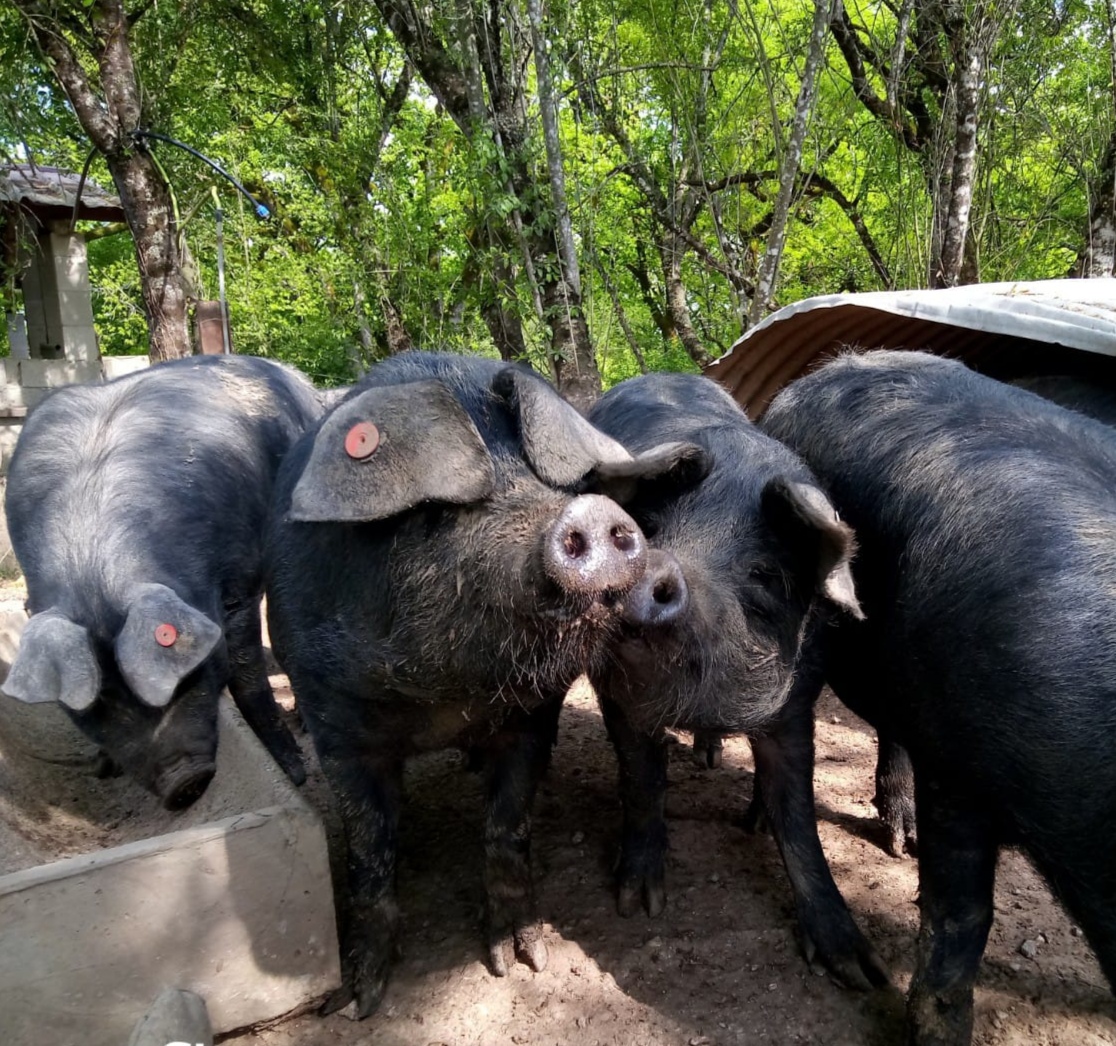 porcs noirs bébés bébés cochons dans les bois